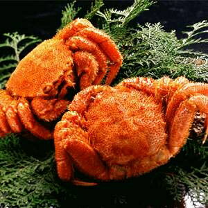 【北海道産】ボイル毛ガニ姿(約500g×2尾)【代引不可】