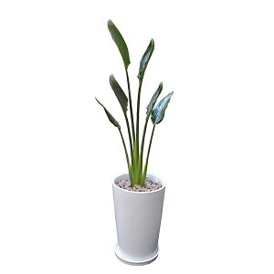 150~OFFN[|y撅pzϗtA Ml 80cm L ^ p {   CeA vc JƏj Vzj Mtg t V InterPlantsnet C^[vclbg 