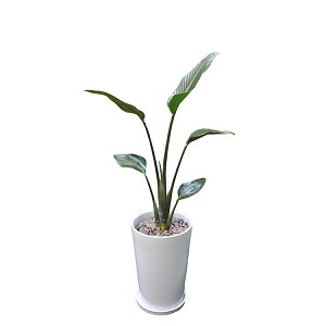 150~OFFN[|y撅pzϗtA I[KX^ 80cm L ^ p {   CeA vc JƏj Vzj Mtg t V C^[vclbg  In