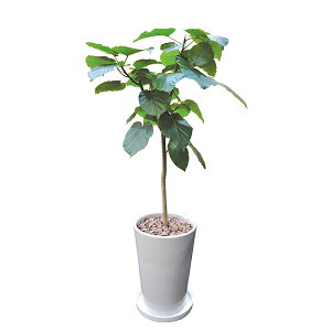 最大100%ポイントバック!※条件あり 観葉植物 ウンベラータ 120cm 陶器LL 大型 室内用 本物 おしゃれ 鉢 インテリア プランツ 開業祝い 新築祝い ギフト 春 新生活 インタープランツネット 送