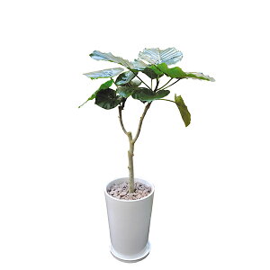 150~OFFN[|y撅pzϗtA Ex[^ 80cm L ^ p {   CeA vc JƏj Vzj Mtg t V C^[vclbg 