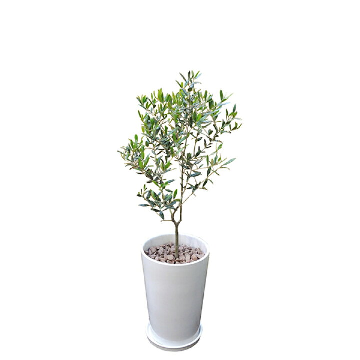 楽天市場 観葉植物 オリーブ 80cm 陶器l 大型 室内用 本物 おしゃれ 鉢 インテリア プランツ 開業祝い 新築祝い ギフト 春 新生活 Interplantsnetインタープランツネット Interplantsnet 大きい 贈り物 お祝い 引越 業務用 法人 人気 プレゼント 贈答 店 Viewgarden