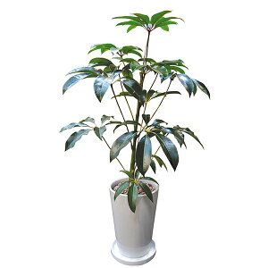 ő100%|CgobNI ϗtA `s^TX cs^TX 110cm LL ^ p {   CeA vc Mtg t V C^[vclbg 