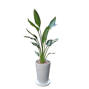 150~OFFN[|y撅pzϗtA Ml 110cm LL ^ p {   CeA vc JƏj Vzj Mtg t V C^[vclbg  InterP