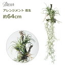 フェイクグリーン 造花 大型 64cm ロング アレンジメント 枝 着生 多肉 植物 人工 インテリア 壁掛け ハンギング 吊るす おしゃれ シンプル 垂らす ギフト 送料無料 プレゼント 枯れない 花 流木 かっこいい 新築 本物そっくり 人