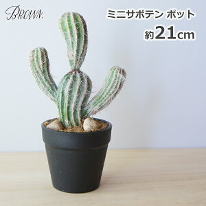 ő100%|CgobNI tFCNO[ ϗtA lHϗtA   T{e~j T{e |bg 21cm  킢 ~j A gQȂ q S BROWN BB240 