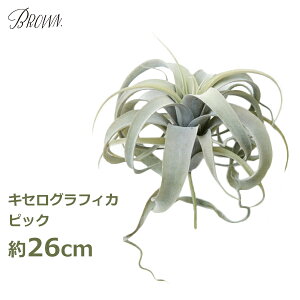 ő100%|CgobNI tFCNO[ ϗtA lHϗtA   LZOtBJ 26cm `WA sbN GAvc nMO ^  CeA V