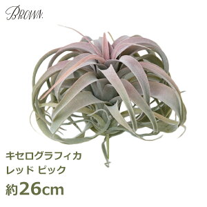 ő100%|CgobNI 󂠂 AEgbg tFCNO[ ϗtA lHϗtA   LZOtBJ bh 26cm A `WA sbN GAvc n
