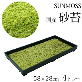 苔 庭 国産 58×28cm 4トレー 砂苔 スナゴケ 日本庭園 資材 sunmoss サンモス グランドカバー 常緑 植物 半日陰 日向 耐熱 耐寒 和風 業務用 旅館 ホテル 送料無料 仏閣 庭造り ガーデニング 和モダン