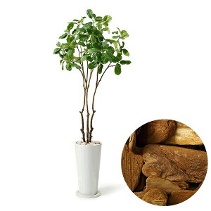 ő1000~OFFN[|&100%|CgobN tFCNO[ ϗtA lHϗtA  }OmA[t Xv^[  CeA   } Mt v[g PRGR 0835 GREENPA