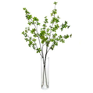 観葉植物 ドウダンツツジの人気商品 通販 価格比較 価格 Com
