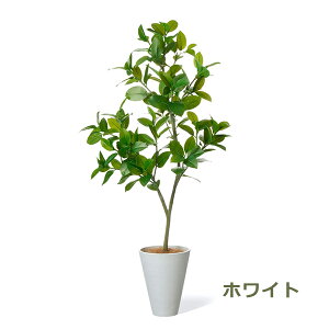 150~ItN[|y撅pztFCNO[ ϗtA lHϗtA  ^ tBJX\tBA V S̖ GW v^[ 160cm A  Zbg t PRGR-1533 GREENPARK 