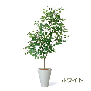 ő1000~OFFN[|&100%|CgobN tFCNO[ ϗtA lHϗtA  ^ gCAMX tBJX n[g̖ GW v^[ 160cm A  t PRGR-1534 GREEN