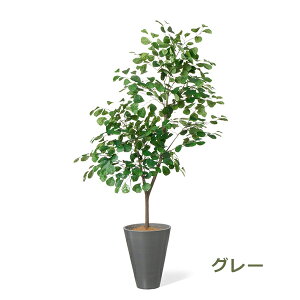 ő100%|CgobNI tFCNO[ ϗtA lHϗtA  ^ gCAMX tBJX n[g̖ GW v^[ 160cm A  t PRGR-1534 GREENPARK 
