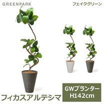 楽天市場】フィカス アルテシマ（サイズ（植木鉢）10 ～ 12号）の通販
