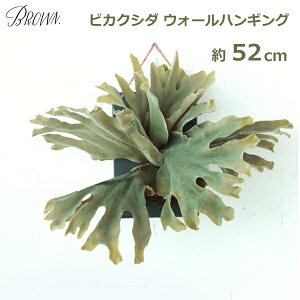 ő700~ItN[|y撅pztFCN O[  Ǌ| rJNV_  52cm  ϗt A vc CeA fBXvC  uE Brown EH[ nMO ^ 