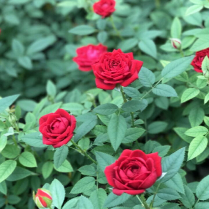 楽天市場 母の日 早割 送料無料 プレゼント ギフト 花 鉢植え ミニバラ バラ ローズ 薔薇 ばら 生花 寄せ植え 籠付き サンキュー バスケット 籠 H37 No 37 おしゃれ かわいい 人気 新月バラ園 Hitax フラワー グリーン 玄関 外 庭 赤 レッド