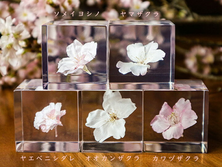 楽天市場】サクラ 桜 雑貨 小物 春 標本 インテリア 植物 ヤマザクラ 