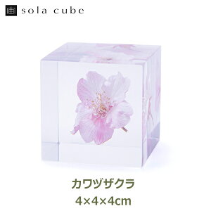ő100%|CgobNI TN  G  t W{ CeA A JdUN ͒Í sola cube \L[u Mtg v[g Vv a {   ̓ 