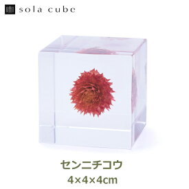 標本 立体 アクリル 花 図鑑 ドライフラワー インテリア sora cube 宙 キューブ センニチコウ 千日紅 ギフト プレゼント誕生日 クリスマス 男性 女性 理系 雑貨 草木 枯れない 母の日 おすすめ オブジェ 置物 シンプル ナ