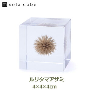 �W�{ ���� �A�N���� �� �}�� �h���C�t�����[ �C���e���A sora cube �� �L���[�u �����^�}�A�U�~ �M�t�g �v���[���g�a���� �N���X�}�X �j�� ���� ���n �G�� �������� ���b�s���O�Ή� ���� �͂��