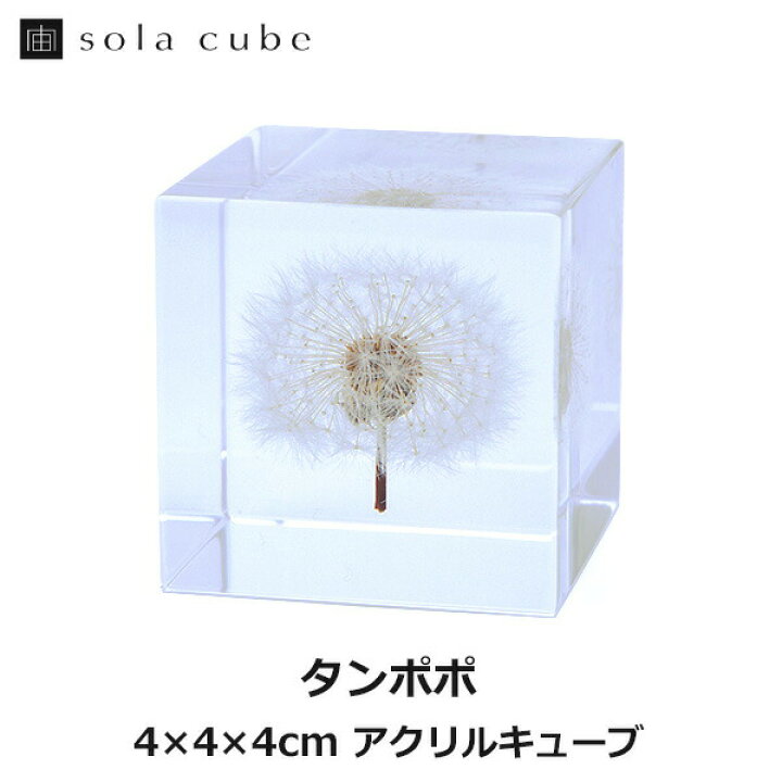 楽天市場】タンポポ 4cm Sola cube 宙 ソラキューブ ウサギノネドコ 