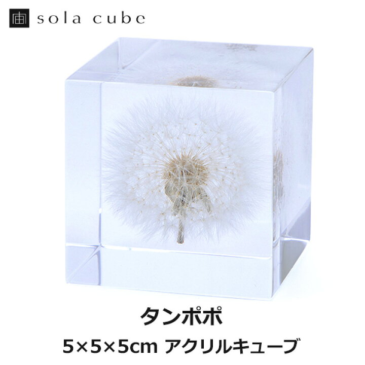 楽天市場】タンポポ 5cm Sola cube 宙 ソラキューブ ウサギノネドコ 