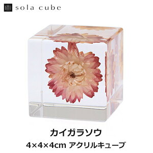 �y�G���g���[�Ń|�C���g5�{�z�J�C�K���\�E �� Sola cube �\���L���[�u �E�T�M�m�l�h�R ������� �C���e���A ���̕W�{ ���� �A�� ���� �N���A �v���[���g ���� �j�� ���b�s���O �M�t�g �� �O���[