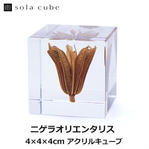 �y�G���g���[�Ń|�C���g5�{�z�j�Q���I���G���^���X Sola cube �� �\���L���[�u �E�T�M�m�l�h�R ������� �C���e���A ���̕W�{ ���� �A�� ���� �N���A �v���[���g �M�t�g �O���[�� �v�����c ��