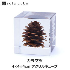 カラマツ Sola cube 宙 ソラキューブ ウサギノネドコ おしゃれ インテリア 立体標本 透明 植物 小物 クリア プレゼント 女性 男性 ラッピング ギフト 箱 グリーン プランツ 飾り 図鑑 可愛い 手のひら キレイ 箱 おしゃれ