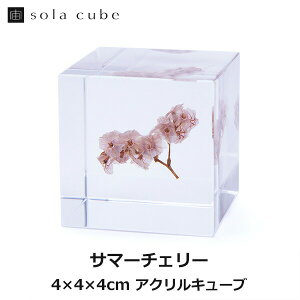 �y�G���g���[�Ń|�C���g5�{�z�T�}�[�`�F���[ Sola cube �� �\���L���[�u �E�T�M�m�l�h�R ������� �C���e���A ���̕W�{ ���� �A�� �t ���� �N���A �v���[���g ���� �j�� ���b�s���O �M�t�g �O��