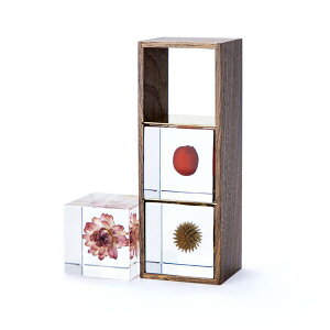 ő700~ItN[|y撅pz\L[u p ؔ 3p ETMmlhR  CeA ̕W{ } A   v[g Mtg  j     Sola cube 