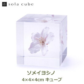 【4/25(木)24時間 最大100％ポイントバック！※条件あり】宙キューブ ソメイヨシノ 4cm Sola cube さくら 桜 ウサギノネドコ ソラキューブ クリア おしゃれ プレゼント ギフト お祝い サクラ 花 透明 春 立体標本 インテリア 小物 フラワー 植物 樹脂 オブジェ 雑貨 春 立体