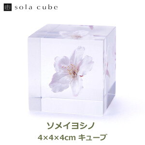 �y�G���g���[�Ń|�C���g5�{�z���L���[�u �\���C���V�m 4cm Sola cube ������ �� �E�T�M�m�l�h�R �\���L���[�u �N���A ������� �v���[���g �M�t�g ���j�� �T�N�� �� ���� �t ���̕W�{ �C���e���A
