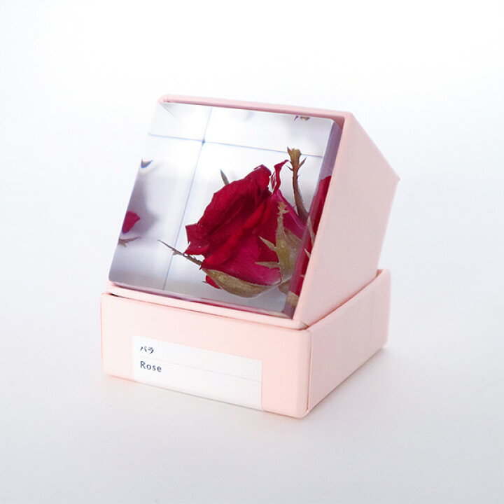 楽天市場】バラ 4cm Sola cube 宙 ソラキューブ ウサギノネドコ 薔薇  