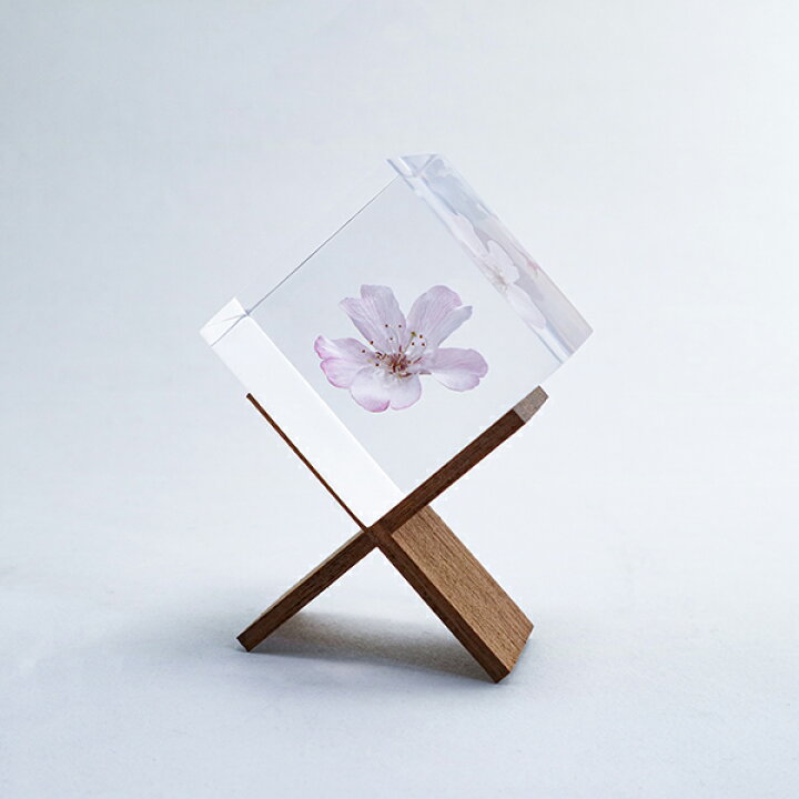 楽天市場】サクラ 桜 雑貨 小物 春 標本 インテリア 植物 ヤマザクラ 