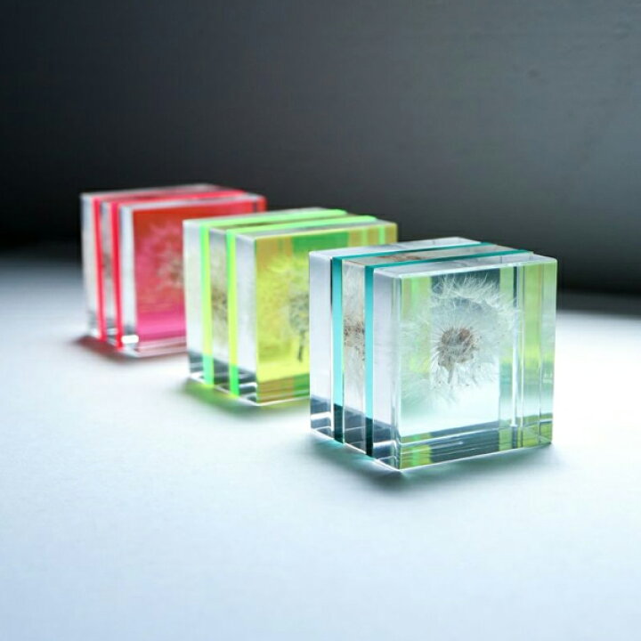 楽天市場】タンポポ 5cm スライス Sola cube 宙 ソラキューブ 
