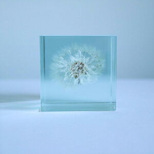 �y�G���g���[�Ń|�C���g5�{�z�^���|�| 5cm �X���C�X Sola cube �� �\���L���[�u �E�T�M�m�l�h�R ���̕W�{ ���� �A�� ������� �C���e���A ���� �G�� �u�� �N���A �v���[���g �M�t�g �� �t ������