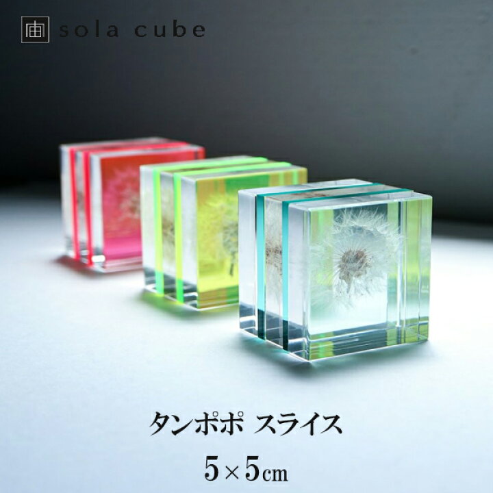 楽天市場】タンポポ 5cm スライス Sola cube 宙 ソラキューブ 