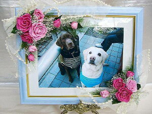 S[WXỏԏ BIGt[AW vU[uht[[PW]