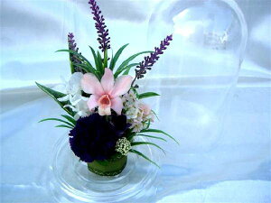 ft@ƃJ[l[Ṽh[AW-F- vU[uht[[PW]