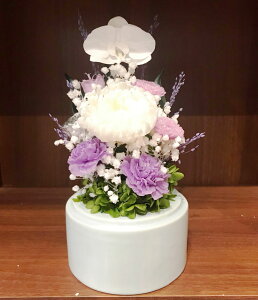  LTCYKXh[ Â ӒƗ֋eWF̏ԃAW 炫鐶 vU[uht[ Mtg[PW]