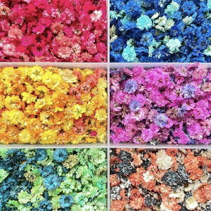 花材 コデマリ 八重咲 レジン ハーバリウム キャンドル 小さな花 カラフル プロ仕様 組み合わせ自由 ドライフラワー ミニフラワー 小花 在庫あるだけ ハンドメイド 珍しい花材 小物にオスス