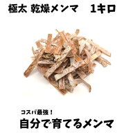 乾燥メンマ 極太 1キロ 送料無料 戻し方説明書付き ラーメン 具 メンマ 業務用 めんま 手づくり