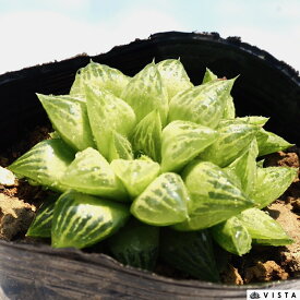 エメラルドフラッシュ　ハオルチア属　【ジュエルプランツ】多肉植物　9cmポット観葉植物 雑貨 おすすめ インテリア 暮らし ハオルシア haworthia サボテン 植物