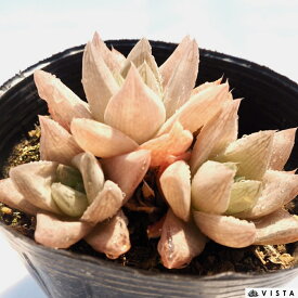 ロゼア 【ジュエルプランツ】 ハオルチア属　多肉植物　 9cmポット 観葉植物 雑貨 おすすめ インテリア 暮らし ハオルシア haworthia サボテン 植物