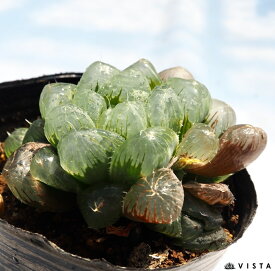 特大型オブツーサ（トクオオガタオブツーサ）　ハオルチア属　多肉植物　9cmポット観葉植物 雑貨 おすすめ インテリア 暮らし ハオルシア haworthia サボテン 植物