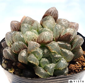 黒オブツーサ（クロオブツーサ）ハオルチア属【ジュエルプランツ】　多肉植物　9cmポット