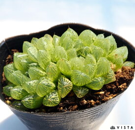 光るオブツーサ（ヒカルオブツーサ）【ジュエルプランツ】ハオルチア属　多肉植物　9cmポット観葉植物 雑貨 おすすめ インテリア 暮らし ハオルシア haworthia サボテン 植物