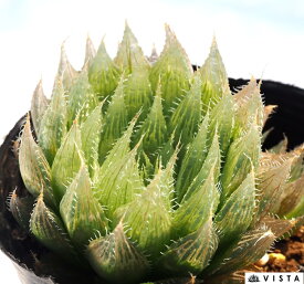 青雲の舞（セイウンノマイ）【ジュエルプランツ】ハオルチア属　多肉植物　9cmポット観葉植物 雑貨 おすすめ インテリア 暮らし ハオルシア haworthia サボテン 植物